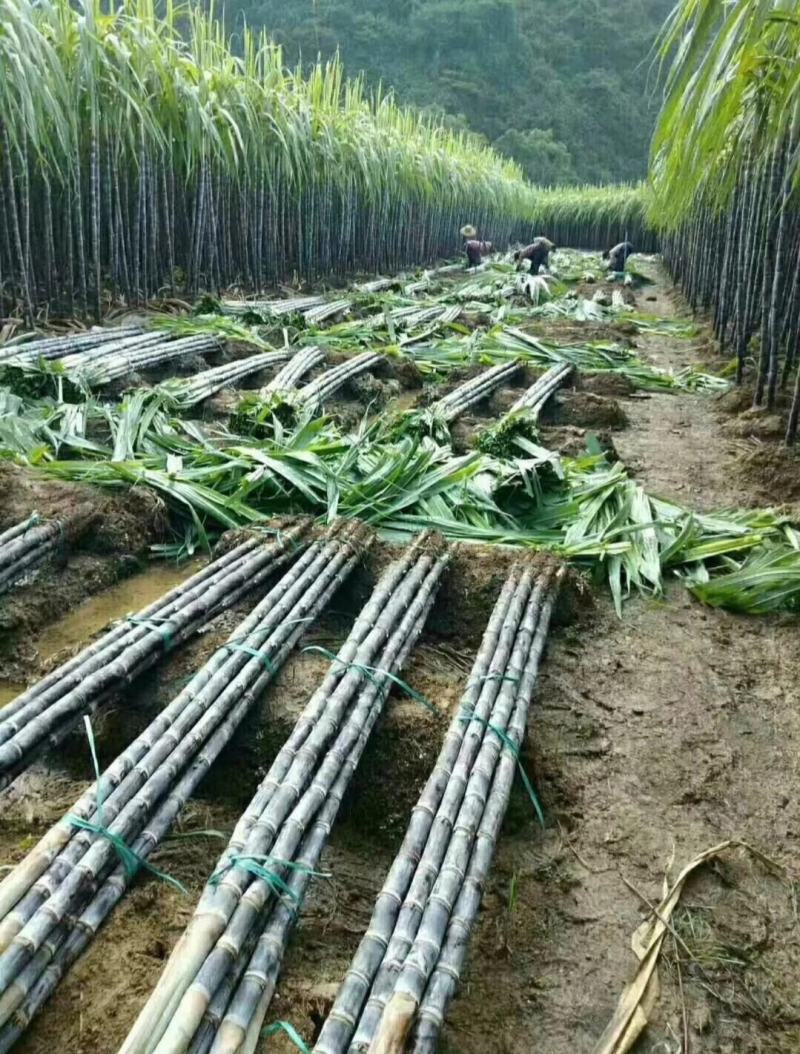 精品黑皮甘蔗产地供应质量保证有便宜回头车诚信经营