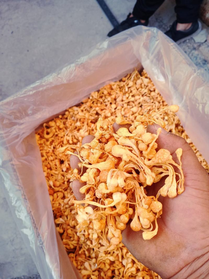 （精品）虫草花，人工种植的虫草花，产地一手货源量大从优