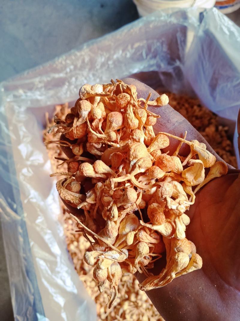 （精品）虫草花，人工种植的虫草花，产地一手货源量大从优