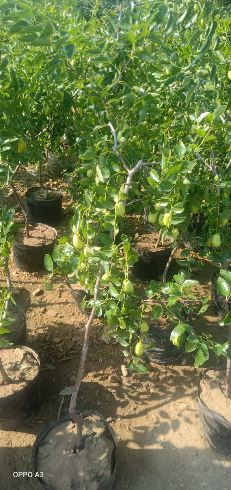 优质冬枣苗，货源充足基地直发南北方种植放心苗