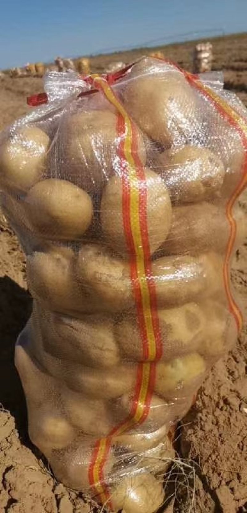 土豆