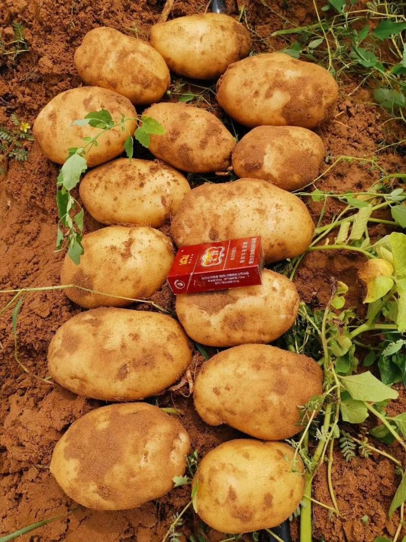 土豆