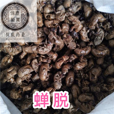蝉脱蝉壳虫脱知了皮蝉衣爬叉壳蝉脱金蝉壳