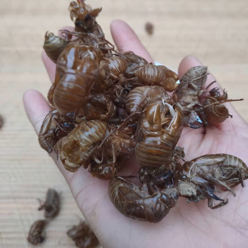 蝉脱蝉壳虫脱知了皮蝉衣爬叉壳蝉脱金蝉壳