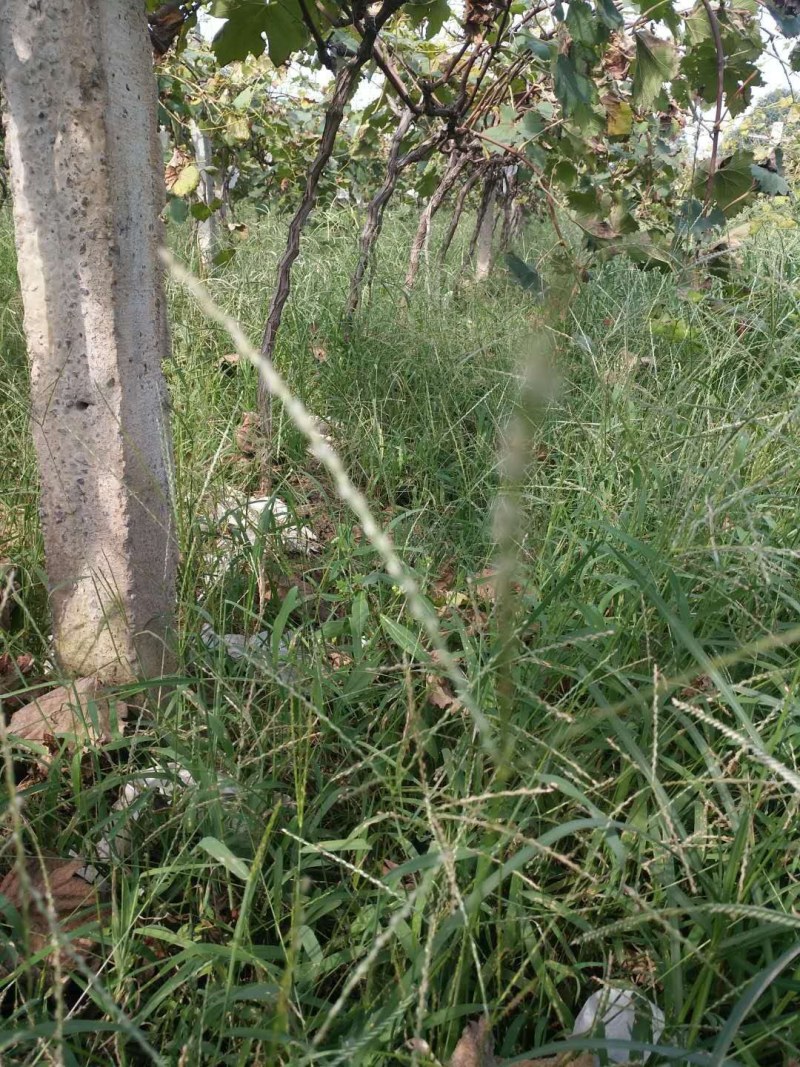 站地葡萄树有需要的联系