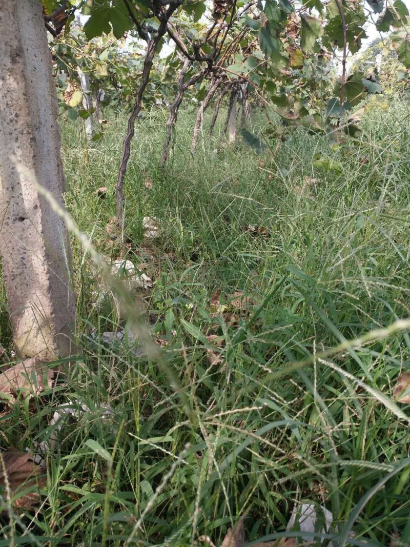 站地葡萄树有需要的联系
