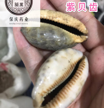 紫贝齿紫贝文贝保庆药业批发紫贝齿