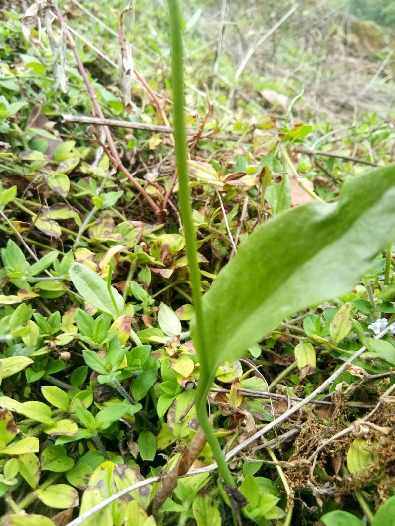 福建一支箭高海拔优质货
