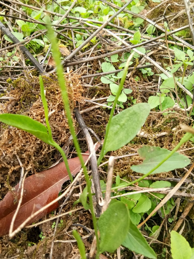 福建一支箭高海拔优质货