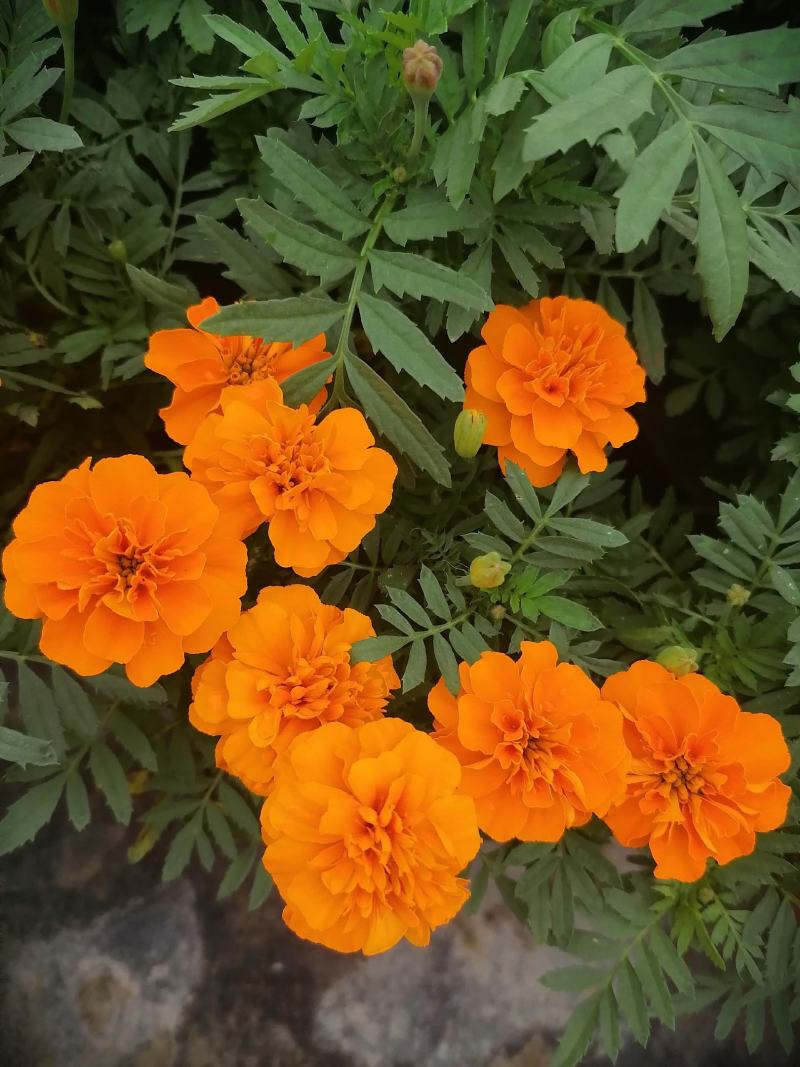 产地批发孔雀草孔雀草双色杯杯苗基地直销国庆草花孔雀草