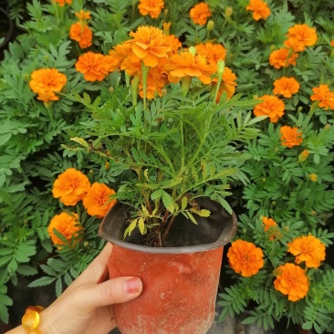 产地批发孔雀草孔雀草双色杯杯苗基地直销国庆草花孔雀草