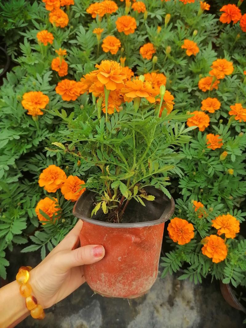产地批发孔雀草孔雀草双色杯杯苗基地直销国庆草花孔雀草