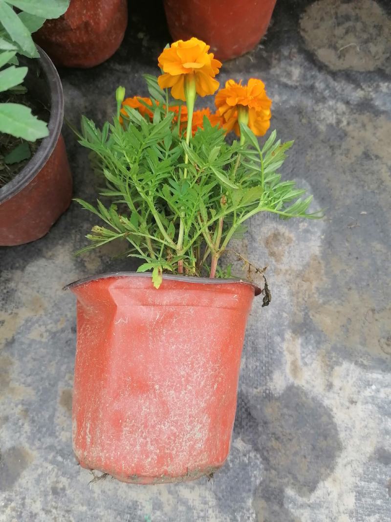 产地批发孔雀草孔雀草双色杯杯苗基地直销国庆草花孔雀草