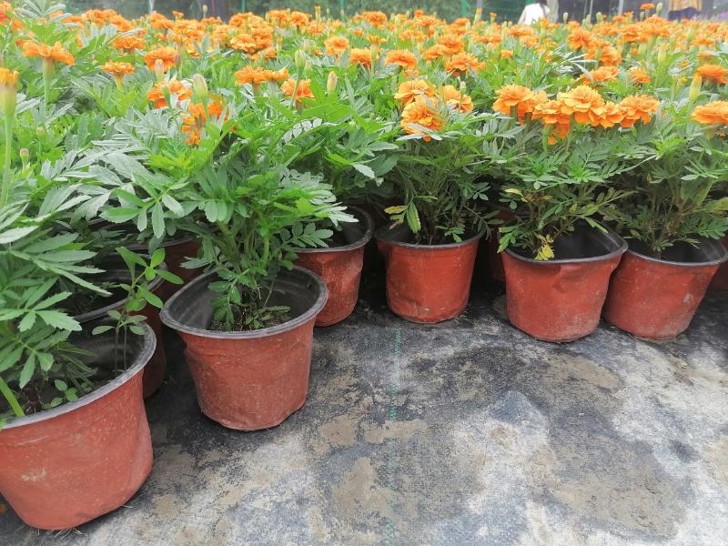 产地批发孔雀草孔雀草双色杯杯苗基地直销国庆草花孔雀草