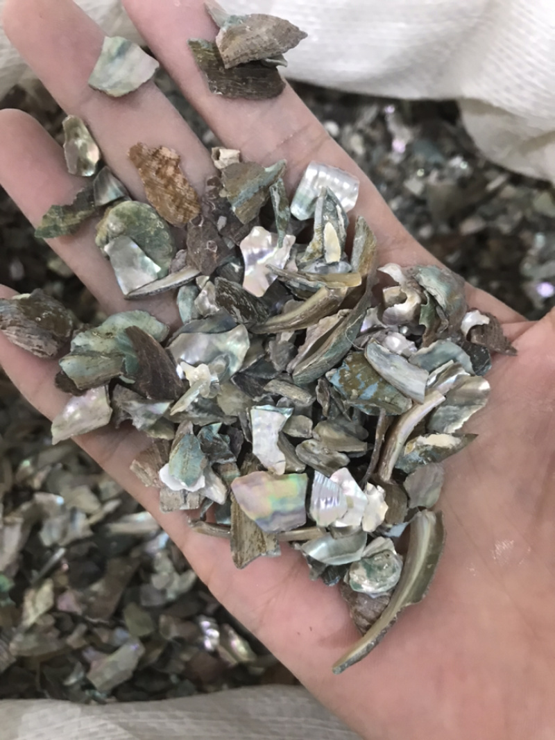 石决明石决明颗粒另有石决明粉现货保庆药业批石决明