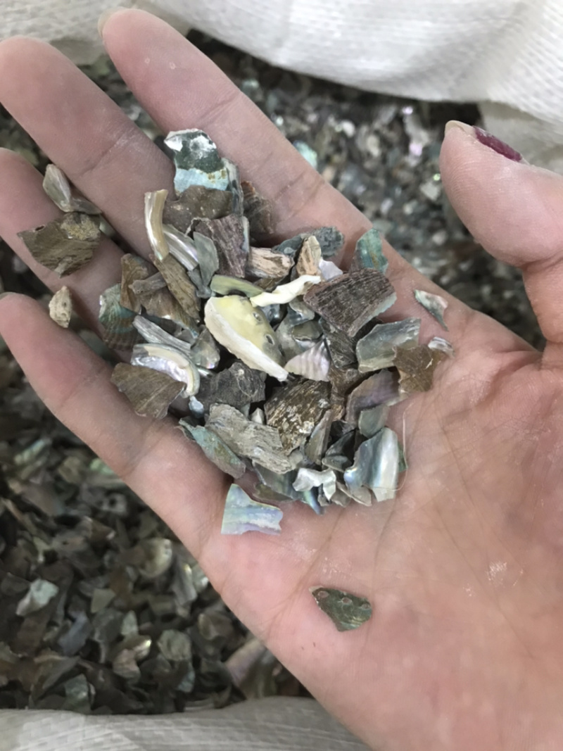 石决明石决明颗粒另有石决明粉现货保庆药业批石决明