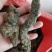 【产地热销】大统货猪苓，优质猪苓秦岭高山原生态栽培。