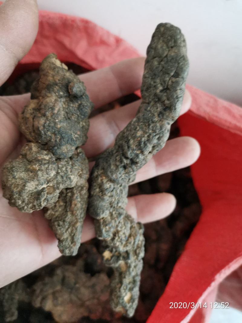 【产地热销】大统货猪苓，优质猪苓秦岭高山原生态栽培。