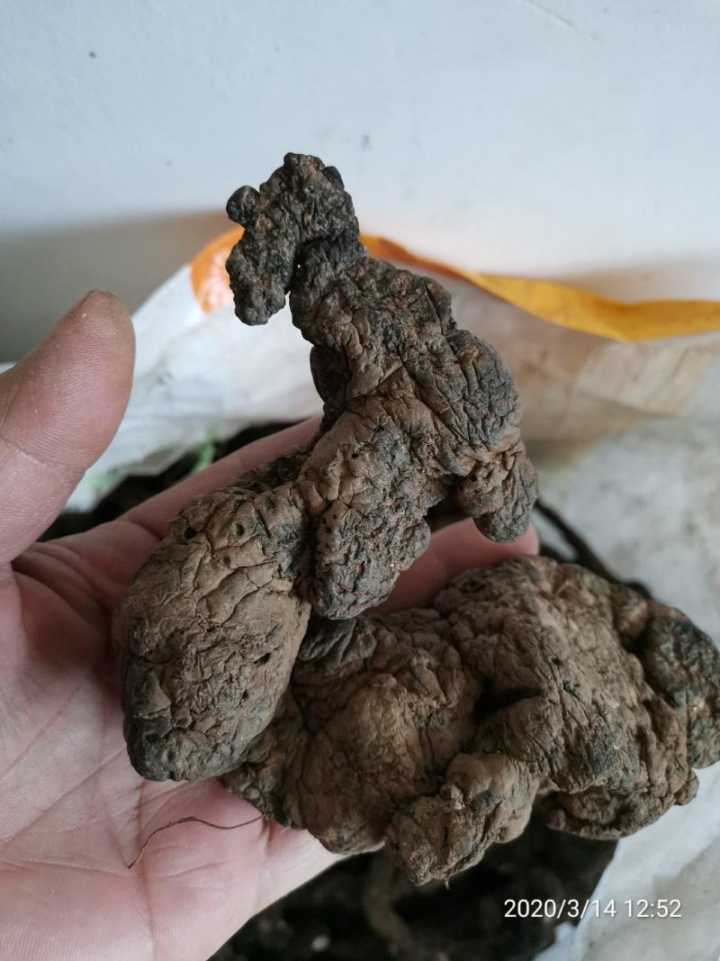 【产地热销】大统货猪苓，优质猪苓秦岭高山原生态栽培。