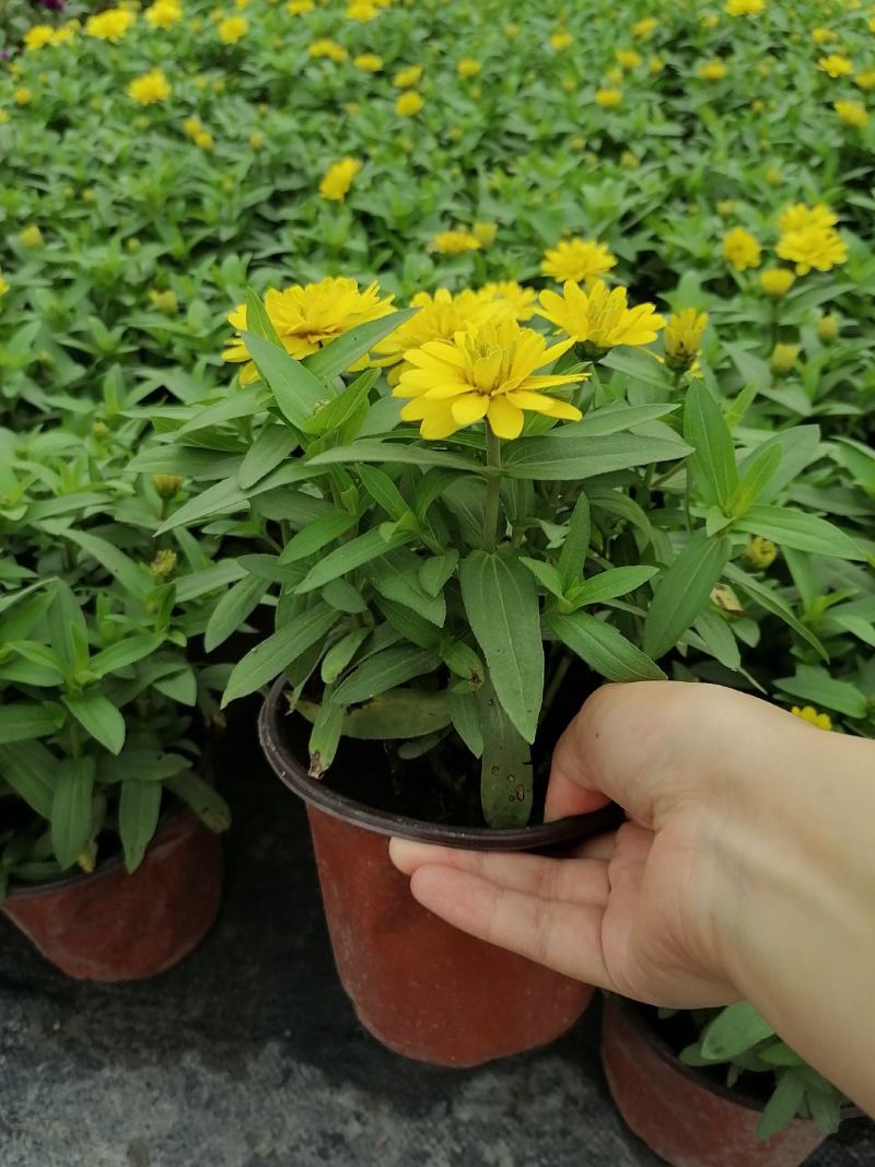 产地批发百日菊百日草杯苗草花基地直销色块花卉