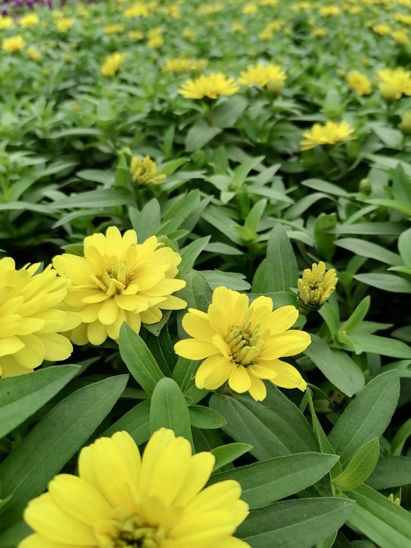 产地批发百日菊百日草杯苗草花基地直销色块花卉