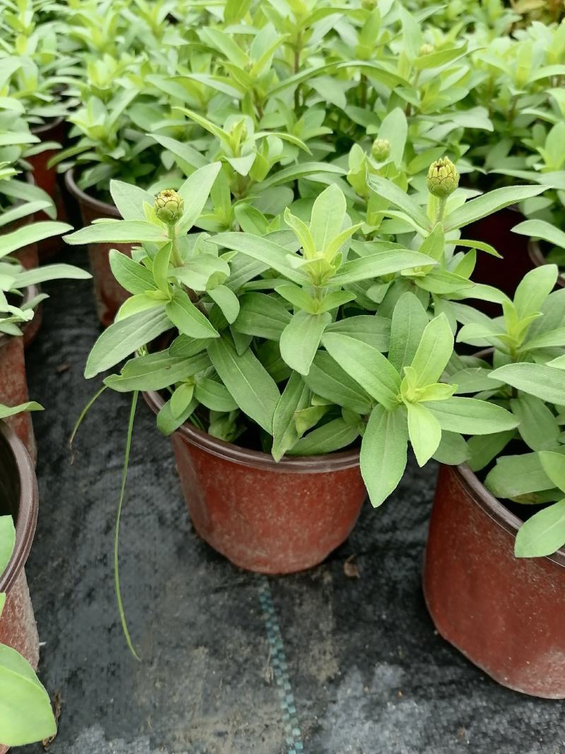 产地批发百日菊百日草杯苗草花基地直销色块花卉
