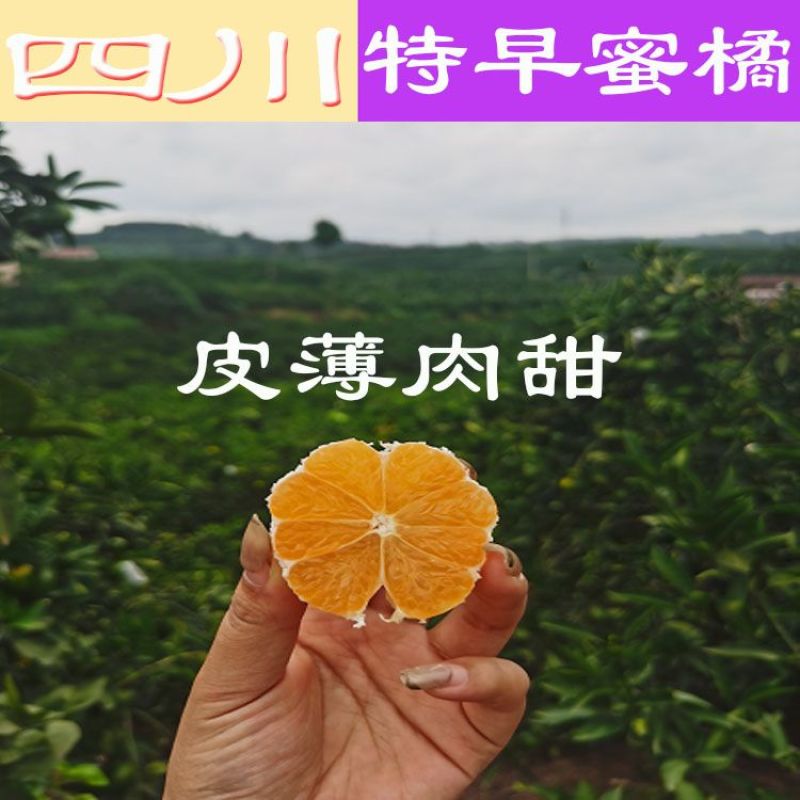 四川蜜橘大量上市，优质货源，电商社区市场大量有货