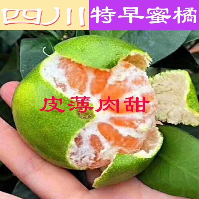 四川蜜橘大量上市，优质货源，电商社区市场大量有货