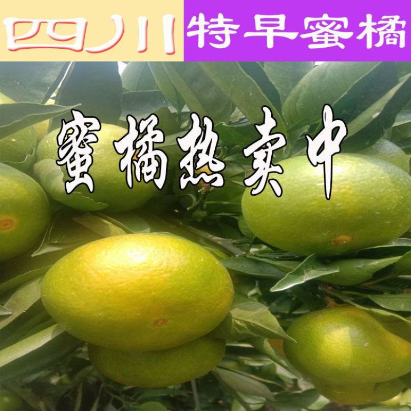 四川蜜橘大量上市，优质货源，电商社区市场大量有货