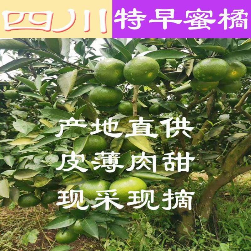 四川蜜橘大量上市，优质货源，电商社区市场大量有货