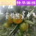 四川蜜橘大量上市，优质货源，电商社区市场大量有货