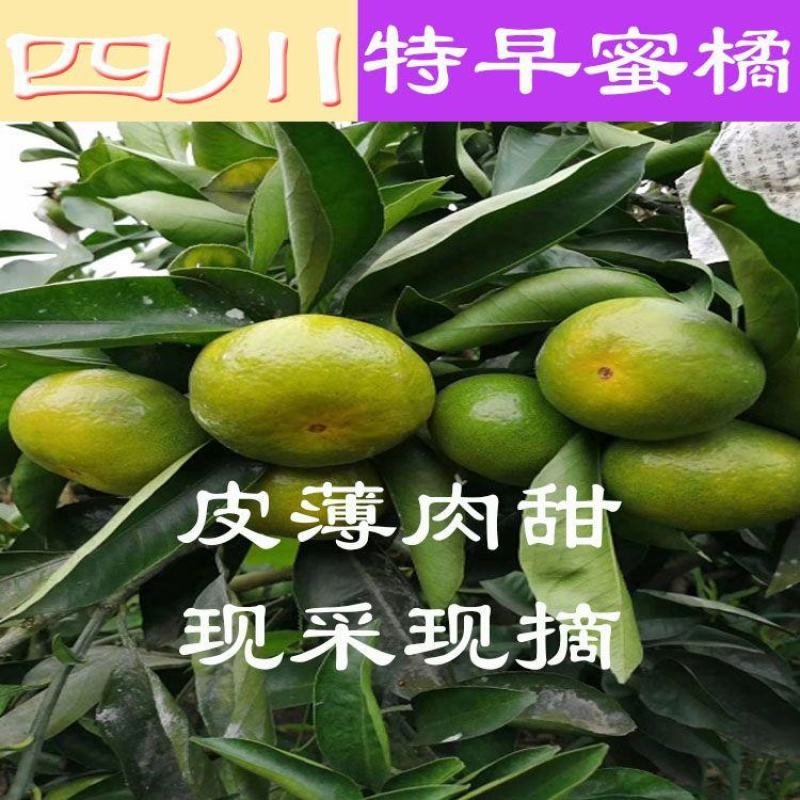 四川蜜橘大量上市，优质货源，电商社区市场大量有货