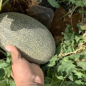新疆哈密瓜，西州蜜17号。口感好，2级瓜