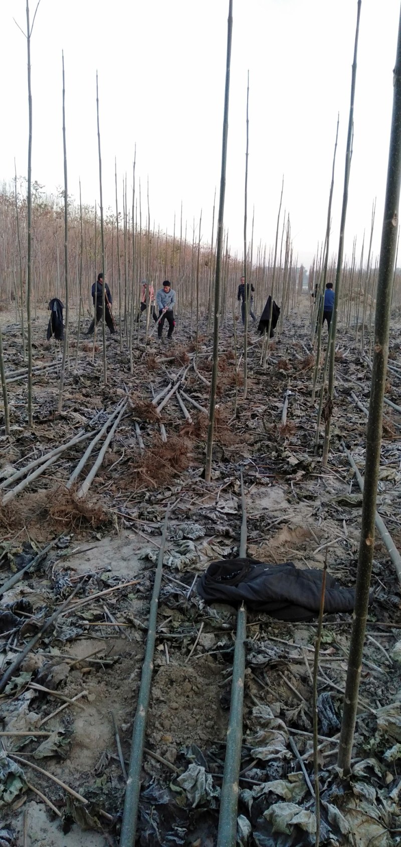 泡桐苗基地直接供应批发各种规格的泡桐苗。两公分。至十公分