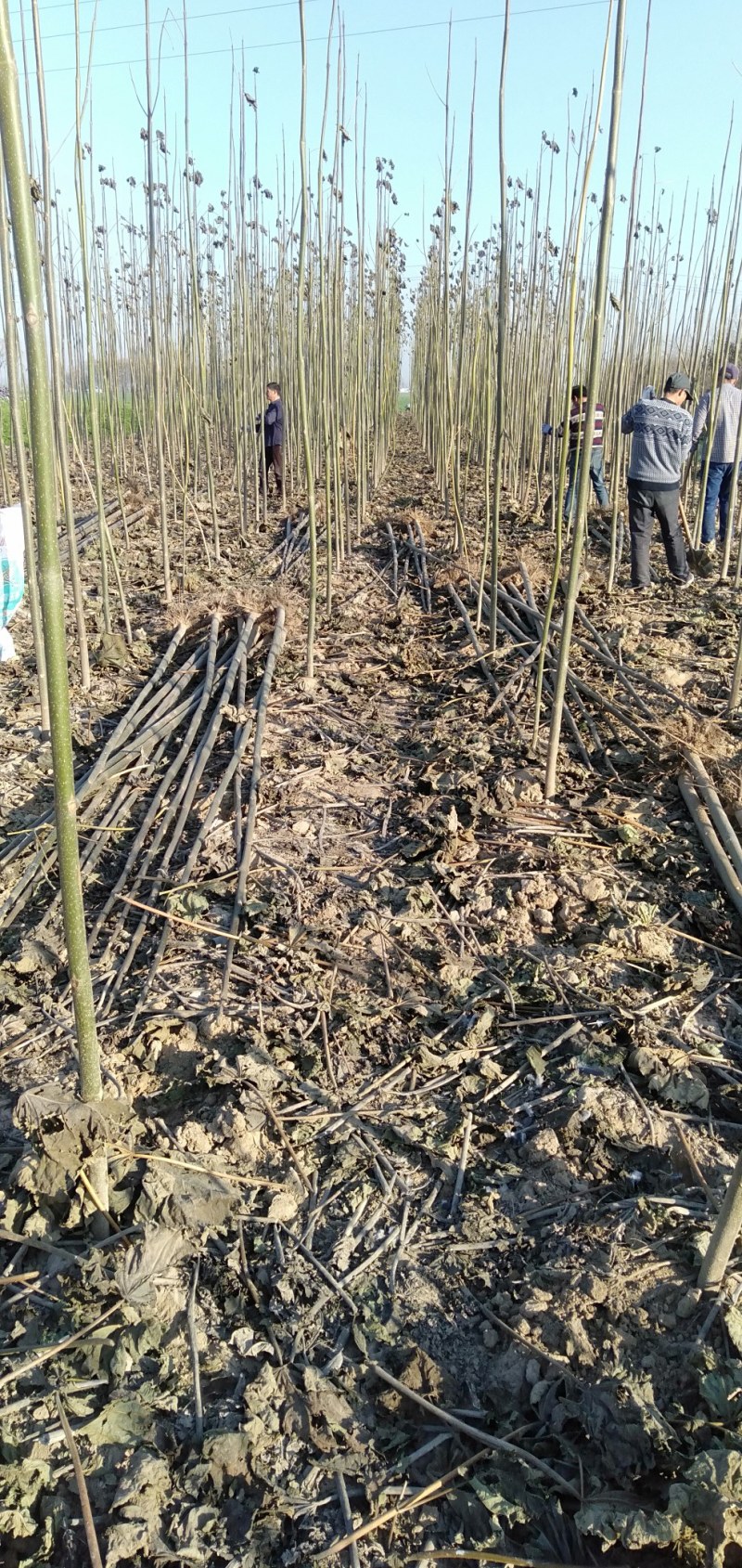 泡桐苗基地直接供应批发各种规格的泡桐苗。两公分。至十公分