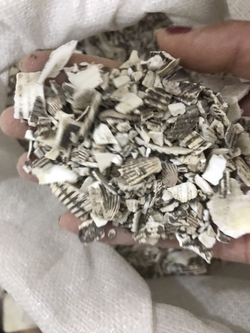 瓦楞子生瓦楞子瓦屋子蚶子壳毛蛤保庆药业批发