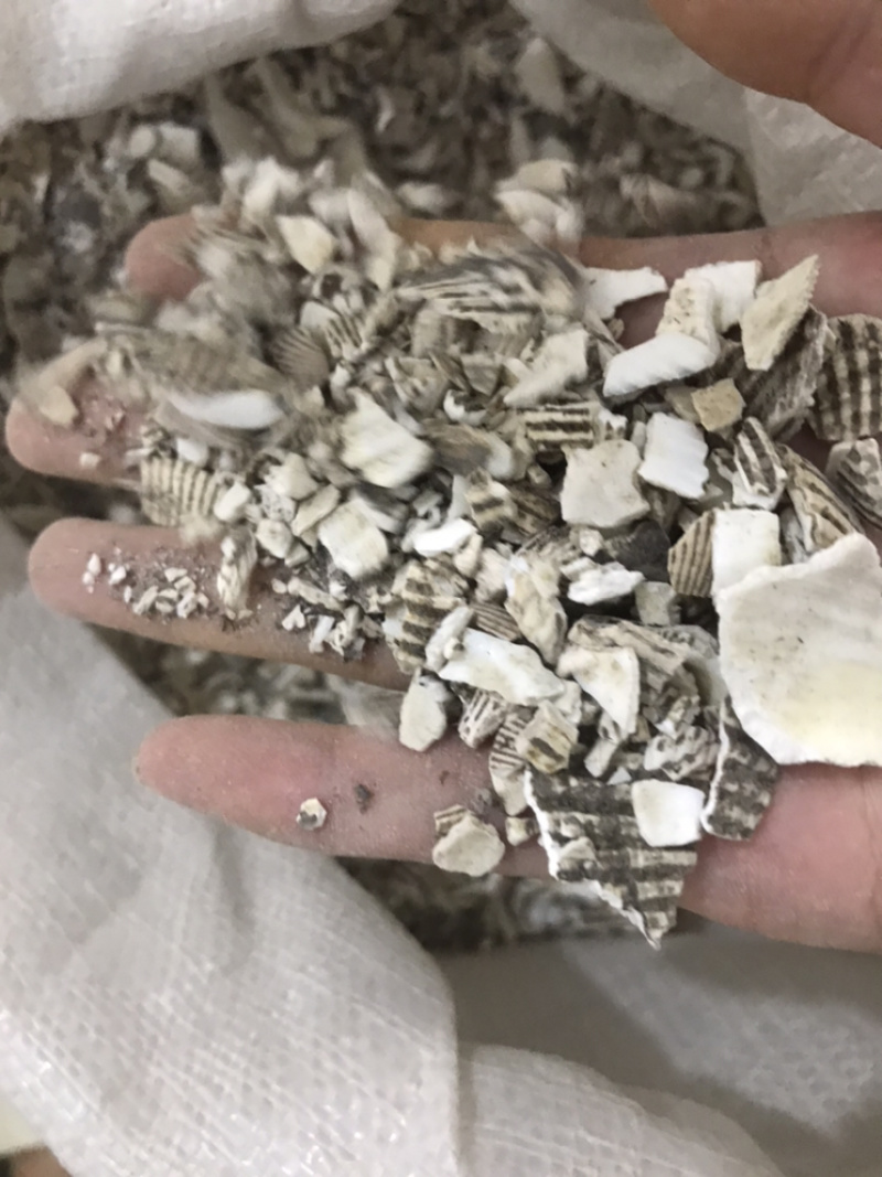 瓦楞子生瓦楞子瓦屋子蚶子壳毛蛤保庆药业批发