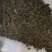 绞股蓝大量批发零售产地直供