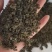 绞股蓝大量批发零售产地直供