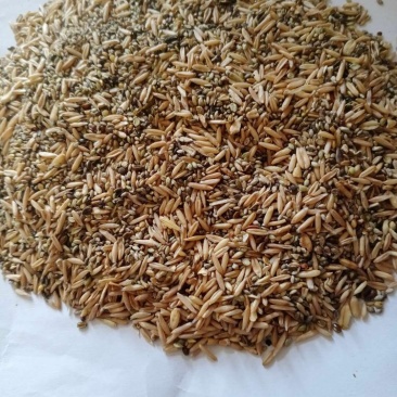 【精选好货】燕麦糠，牲畜家禽好料，价格实惠品质上乘！