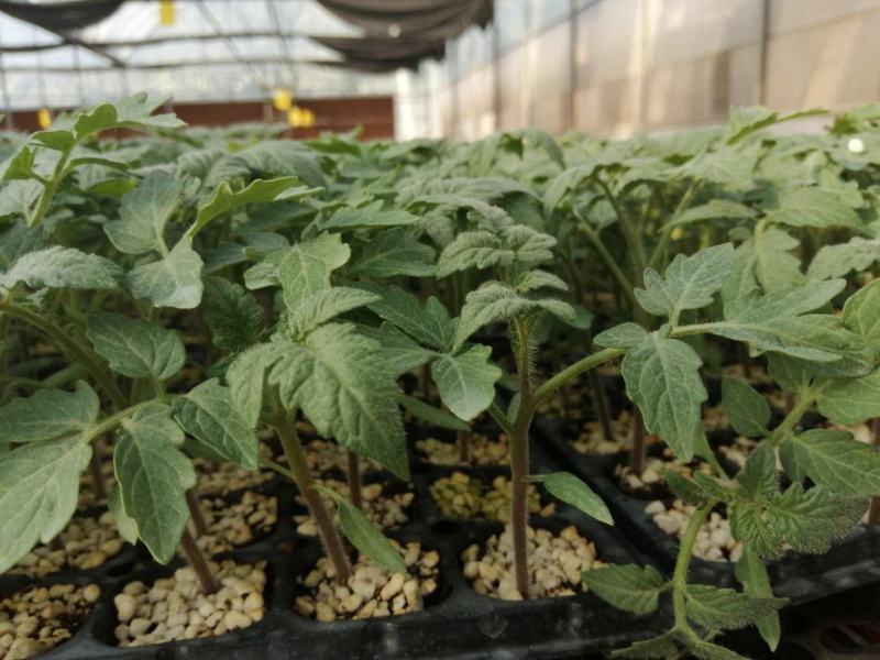 口感西红柿苗普罗旺斯番茄苗铁皮柿子大小果草莓西红柿苗