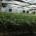 西红柿苗越冬西红柿苗大粉番茄苗耐寒抗死棵高抗病毒