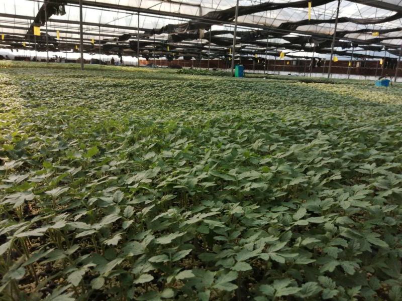 西红柿苗越冬西红柿苗大粉番茄苗耐寒抗死棵高抗病毒