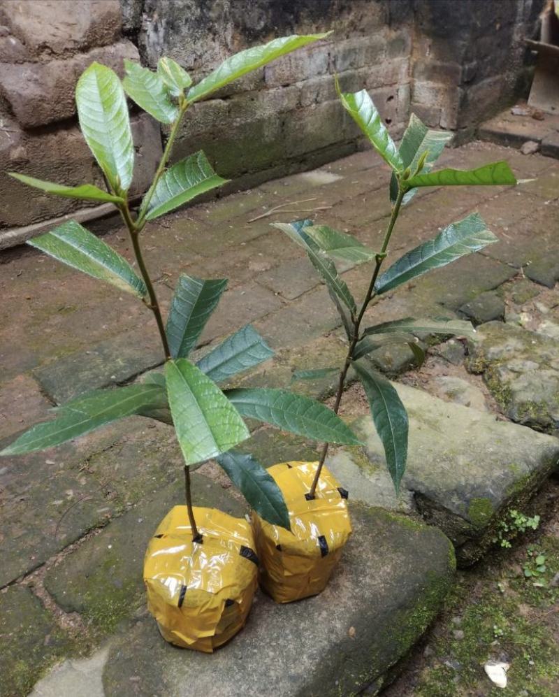 见血封喉箭毒木小苗两年苗