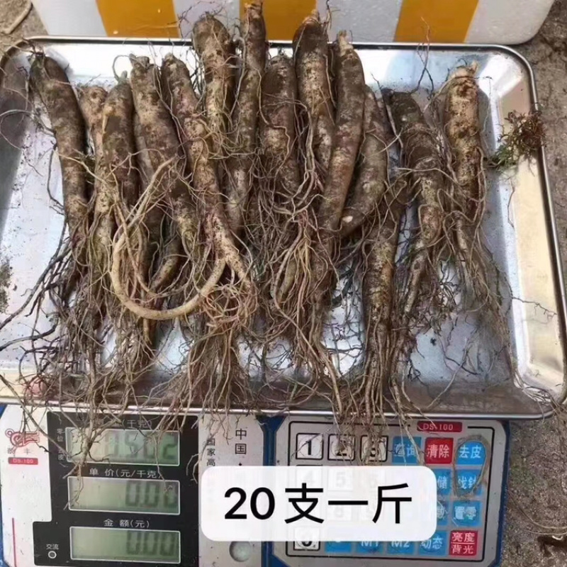 新鲜人参批发价格真空包装顺丰包邮新鲜人参