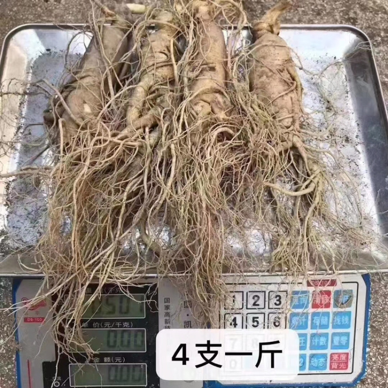 新鲜人参批发价格真空包装顺丰包邮新鲜人参