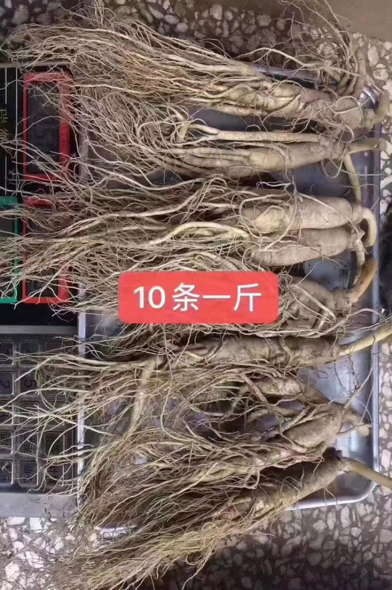 新鲜人参批发价格真空包装顺丰包邮新鲜人参