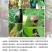 四聚乙醛蜗牛杀虫剂软体动物鼻涕虫田螺福寿螺庭院菜园