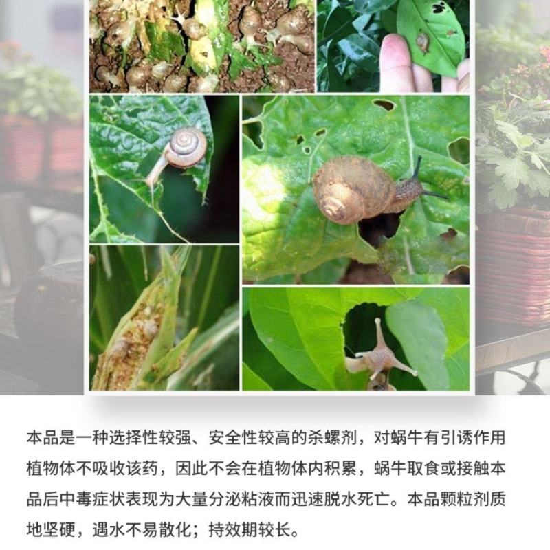 四聚乙醛蜗牛杀虫剂软体动物鼻涕虫田螺福寿螺庭院菜园