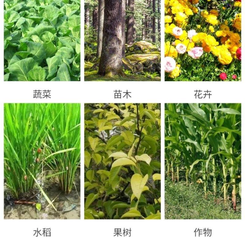 四聚乙醛蜗牛杀虫剂软体动物鼻涕虫田螺福寿螺庭院菜园